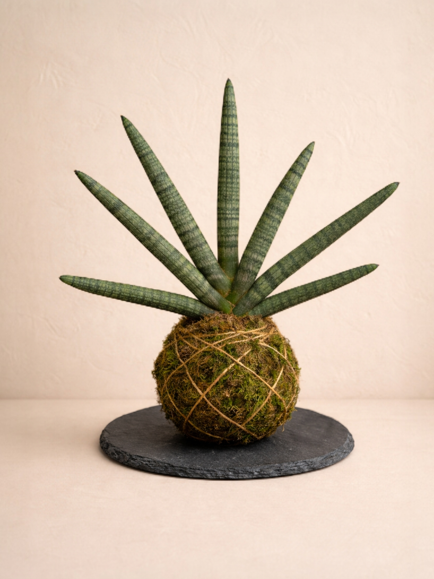 Sansevieria Cylíndrica (lanza africana)