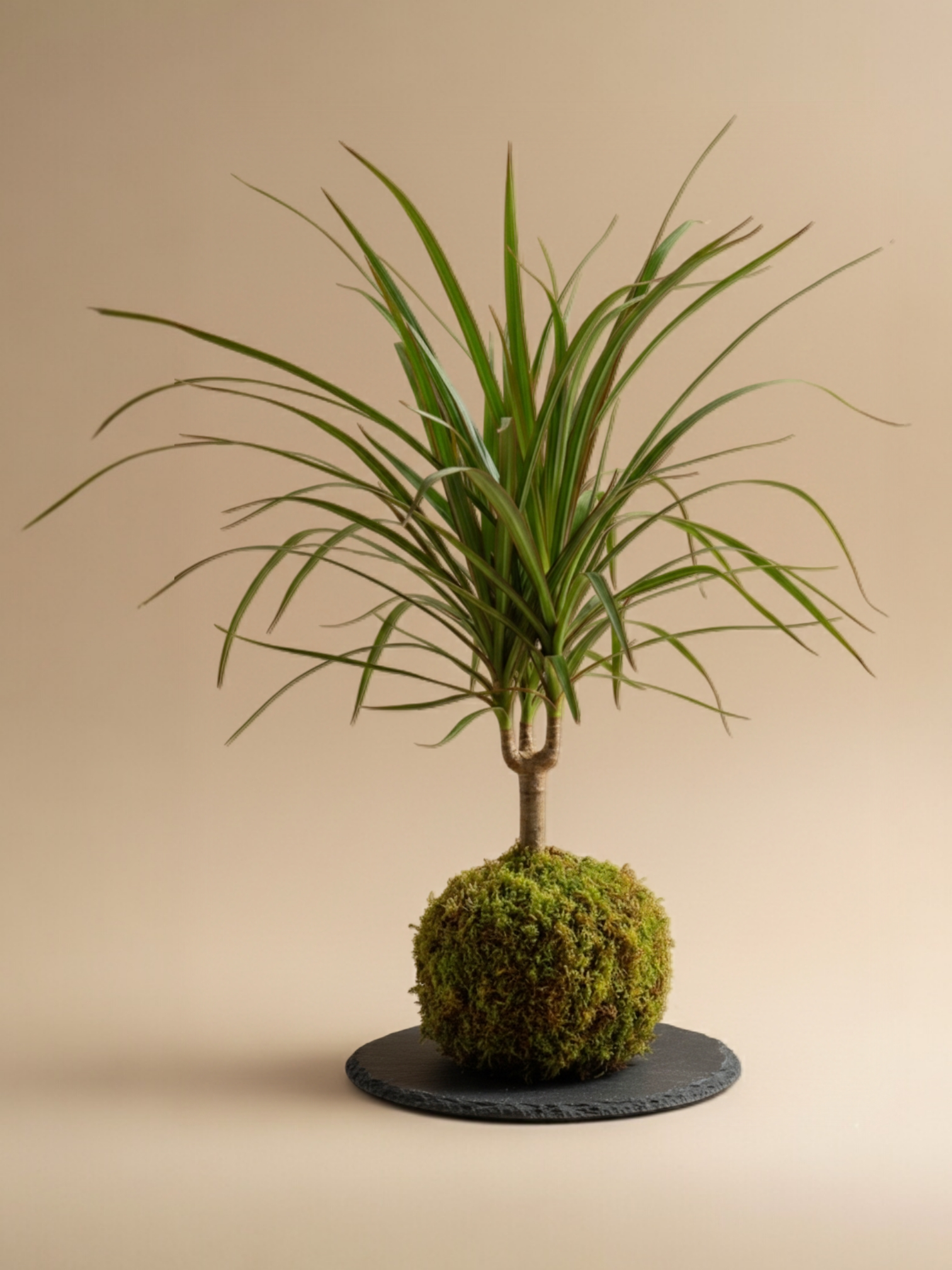 dracaena kokedama Kokedama Dracaena Marginata – Botanic Dreams